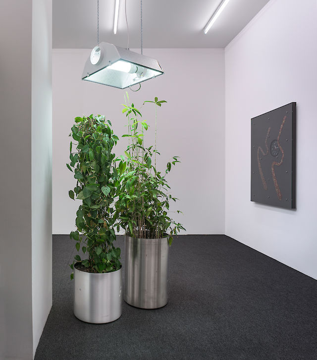 Nina Beier and Simon Dybbroe Møller, Growth Lot No. 3017331, 2013, Philodendron scandens and Dracaena Surculosa from the headquarters of the bankrupt Amager Bank in Copenhagen, Metal cylinder planters, growth light, Dimensions variable